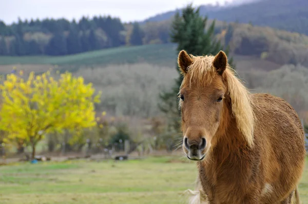 Ritratto Pony Marrone Bagnato Davanti Paesaggio — Foto Stock