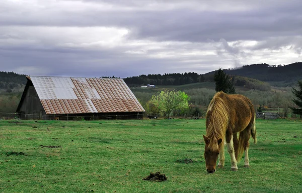 Caballo Pony Pie Frente Granero Campo Hierba Verde Comer —  Fotos de Stock