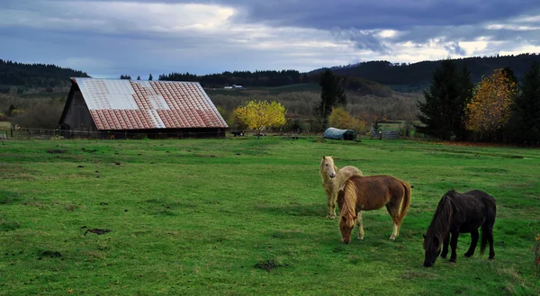 Tre ponnyer äta gräs framför ladan — Stockfoto
