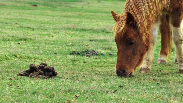 いくつかの糞の隣の草を食べる馬ポニー — ストック写真
