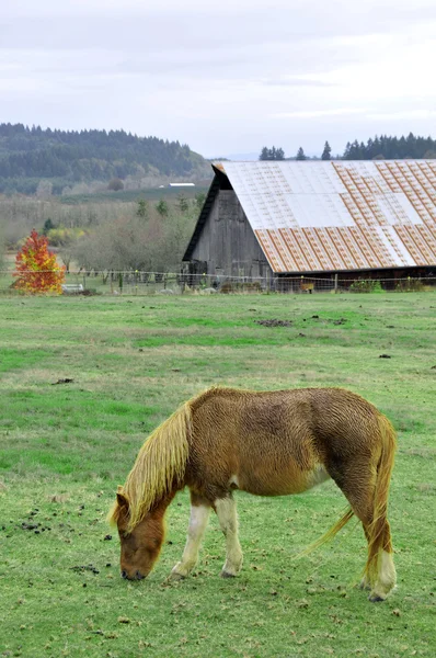 馬の子馬の納屋のヤードで草を食べて — ストック写真