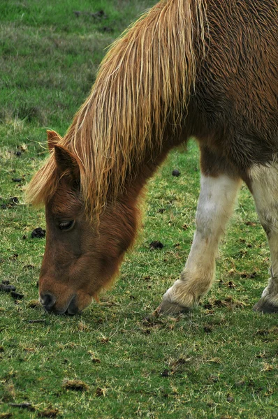漂亮马小马在谷仓的院子里吃草 — 图库照片