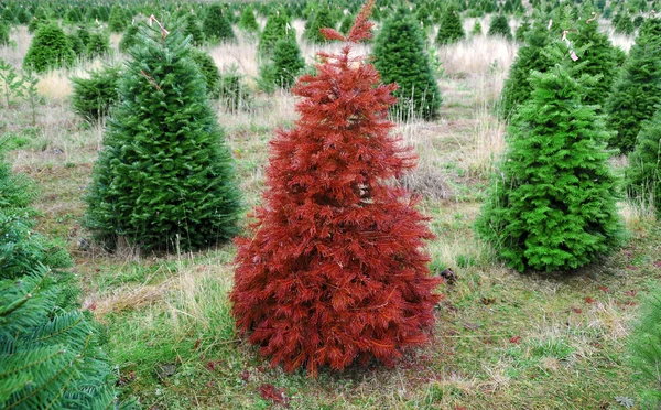 Czerwony Drzewko Wyróżniają Się Tłumu Zielonej Choinki — Zdjęcie stockowe