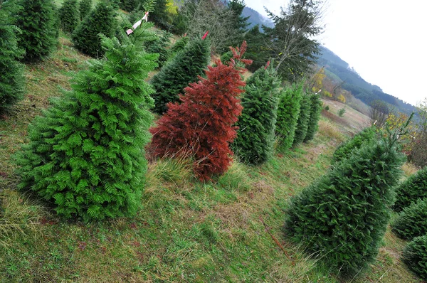 Roter Weihnachtsbaum sticht aus der Masse heraus — Stockfoto