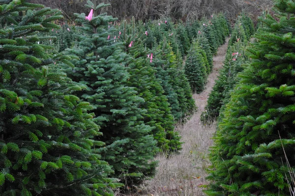 オレゴン州のクリスマス ツリーの農場のクローズ アップ — ストック写真