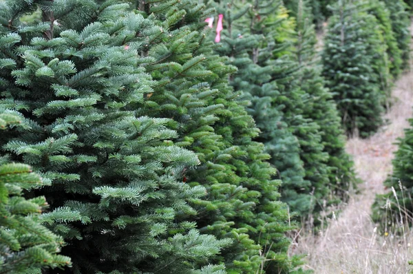 Kerstboom boerderij — Stockfoto