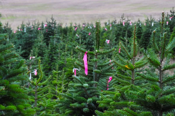 オレゴン州のクリスマス ツリーの農場のクローズ アップ — ストック写真