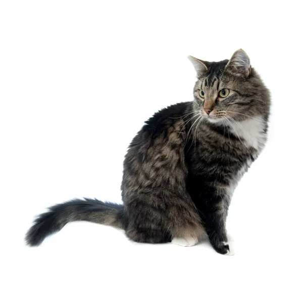 Maine Coon looking to his left — Stock Photo, Image