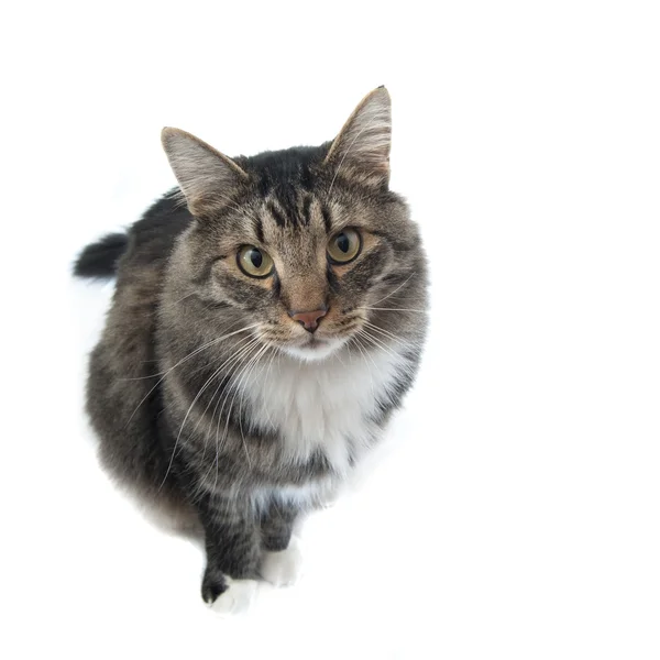 Maine Coon Facing Camera Looking His Master — Stock Photo, Image