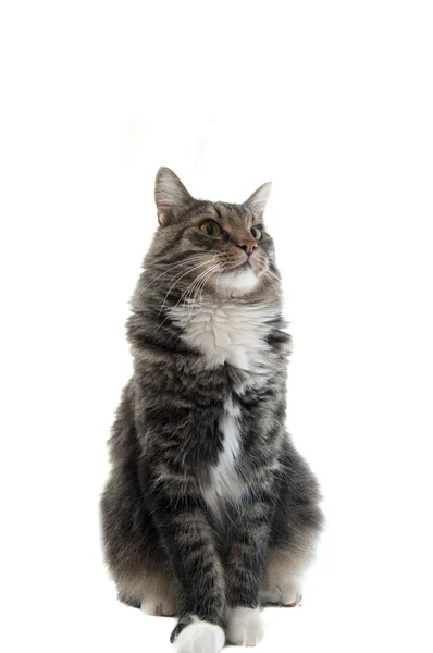 骄傲的缅因库恩猫 — 图库照片
