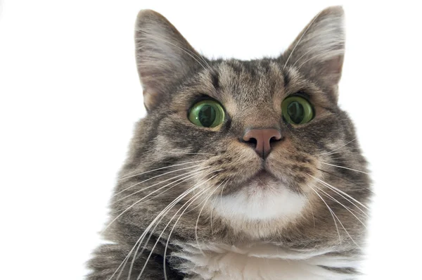 Maine Coon Katze schaut auf — Stockfoto