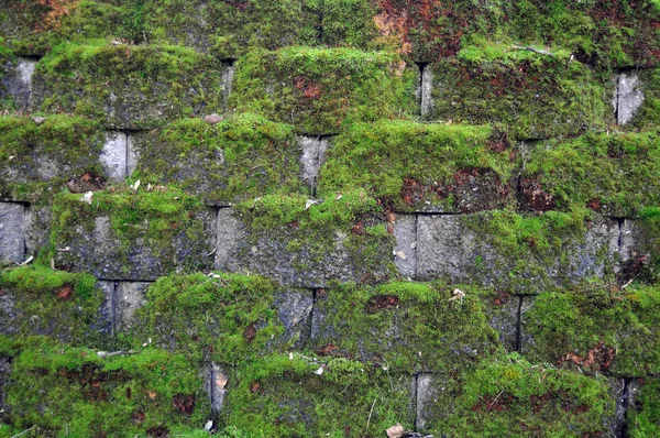 Pedra tijolos cinza com musgo — Fotografia de Stock