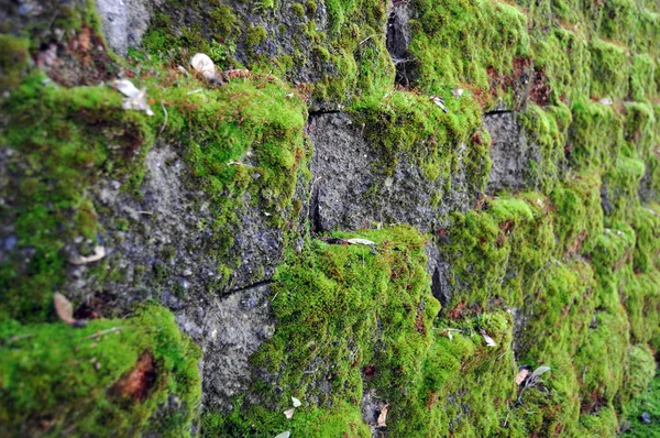 Ladrillos Extrusión Gris Piedra Con Hierba Musgo Rústico Verde Viejo —  Fotos de Stock