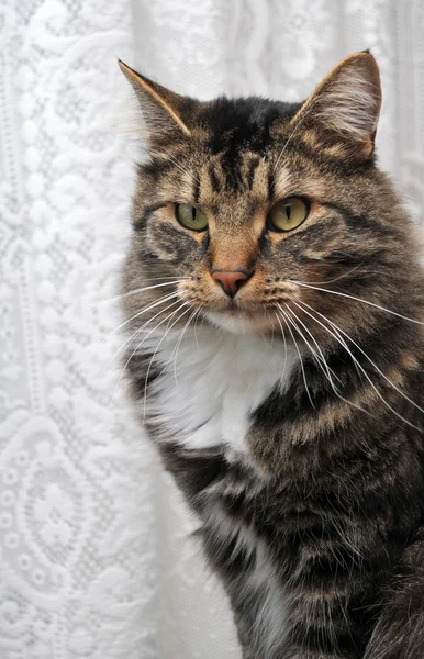 Kendine özgü maine coon kedi — Stok fotoğraf