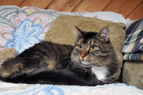 Wachsame Maine Coon Katze Auf Der Couch Haus — Stockfoto