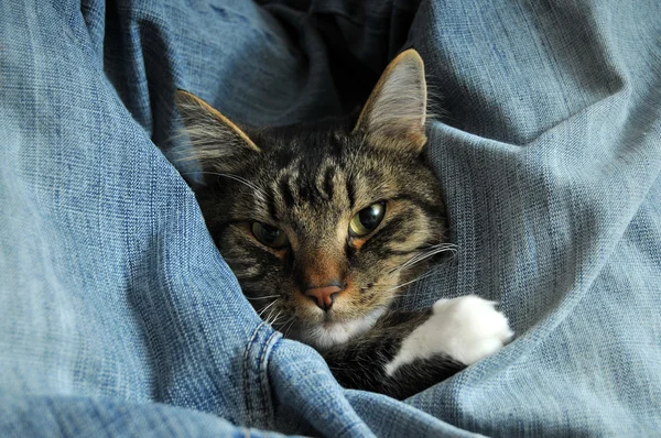 Kitty wrapped up in jeans — Stock Photo, Image