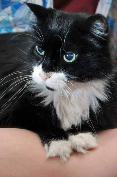 Tuxedo Cat descansando no braço — Fotografia de Stock