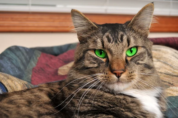 Maine gatto bozzolo con gli occhi verdi — Foto Stock