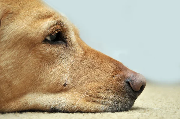 Sad Yellow Lab Laying On Carpet. Copy space on the right side.