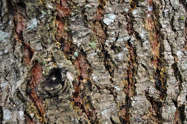 Gammal grov grunge brunt träd konsistens på nära håll — Stockfoto
