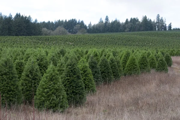 Una Enorme Granja Árboles Navidad Oregón Una Zona Rural Del — Foto de Stock