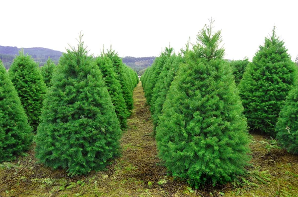 Huge Oregon Christmas Tree Farm Rural Country Area State — Stock Photo, Image