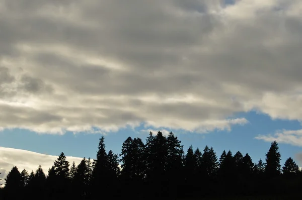 Sillhouette Árvore Florestal Contra Céu Com Espaço Acima Para Sua — Fotografia de Stock