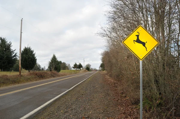 Deer Elk Crossing Road Assine Uma Rua Contry Rura — Fotografia de Stock