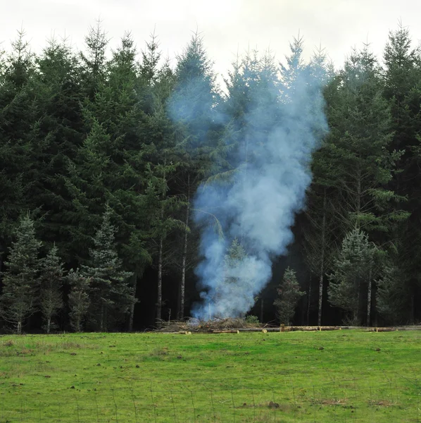 Pile Logs Sticks Burning Pile Front Forest Next Grass Field — Stock Photo, Image