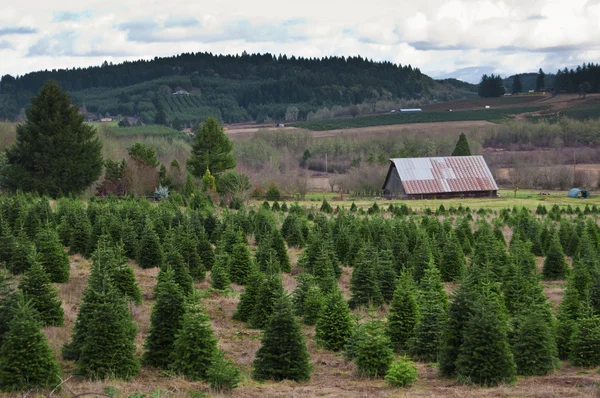 州の農村部の国地域で巨大なオレゴン州のクリスマス ツリー ファーム — ストック写真