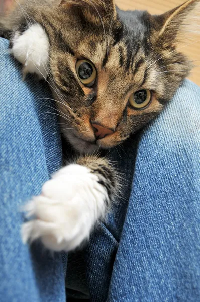 Kedi inbetween bacaklar döşeme — Stok fotoğraf