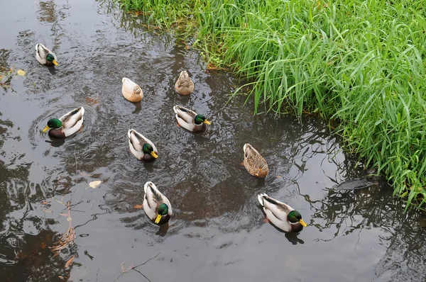Enten schwimmen in einem kleinen Fluss — Stockfoto