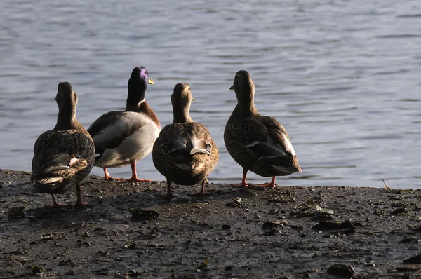 一组四只鸭站在边上的一条河和看 — 图库照片