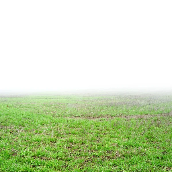 Grass Field Real Pure White Fog — Stock Photo, Image