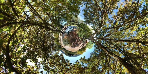 Beautiful Abstract Photograph Small Grass Planet Tall Trees Growing Out — 스톡 사진