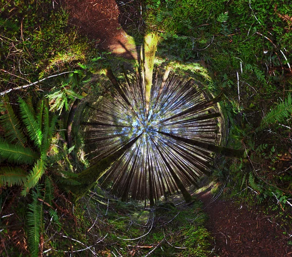 Αφηρημένο 360 Πανοραμική Θέα Μια Ανεστραμμένη Ζούγκλα Δάσος Έρημο Ξύλα — Φωτογραφία Αρχείου