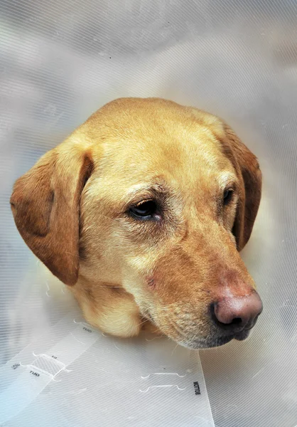 Perro de laboratorio amarillo lesionado con cono —  Fotos de Stock