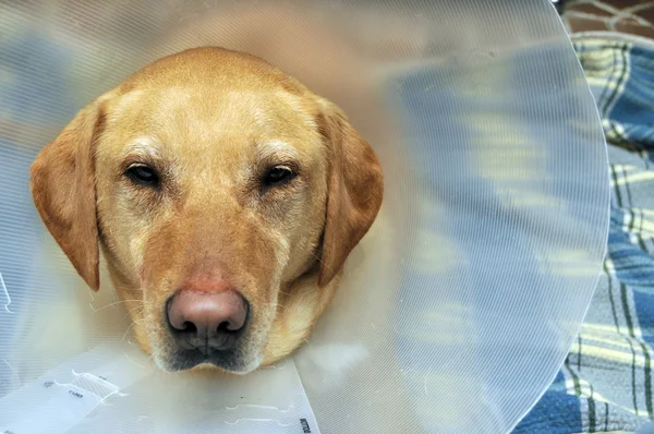 Zraněný pes žlutý laboratoř s kuželem — Stock fotografie