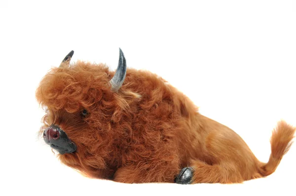 stock image Brown bovine isolated on white background laying down on ground. This is a miniature figure.