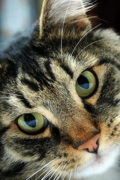Maine Coon Close up — Stock Photo, Image