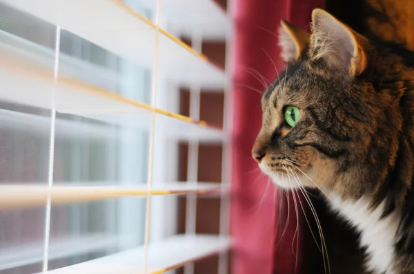 Cat Глядя в окно днем — стоковое фото