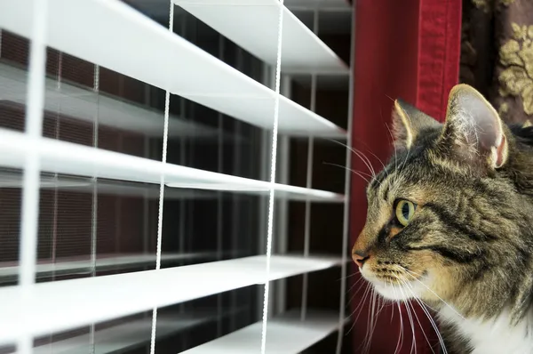 猫は家に彼のマスターを待っています 彼はまだ見て 窓の外も夜 かわいそうなことはまだ彼のマスターの取得はすぐにホームを望んでいます — ストック写真