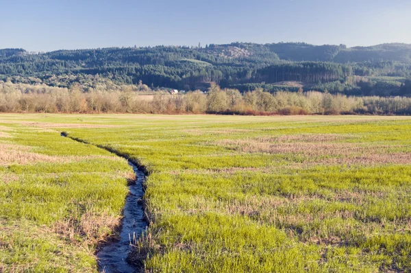 Ein Schmaler Wasserfluss Der Durch Eine Grüne Graslandschaft Fließt — Stockfoto