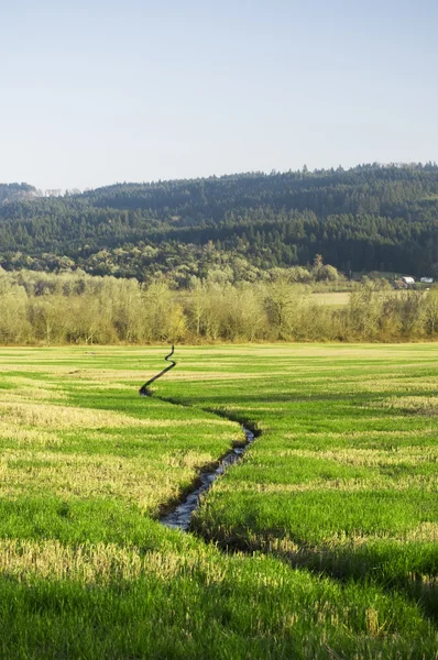 緑の芝生フィールドの風景を通過狭い水の川の流れ — ストック写真
