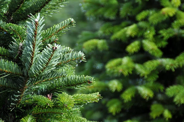 Primer Plano Una Granja Árboles Navidad Oregon Imagen De Stock
