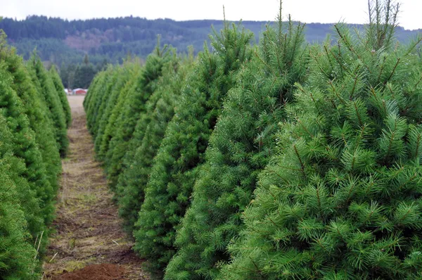 オレゴン州のクリスマス ツリーの農場 ストックフォト