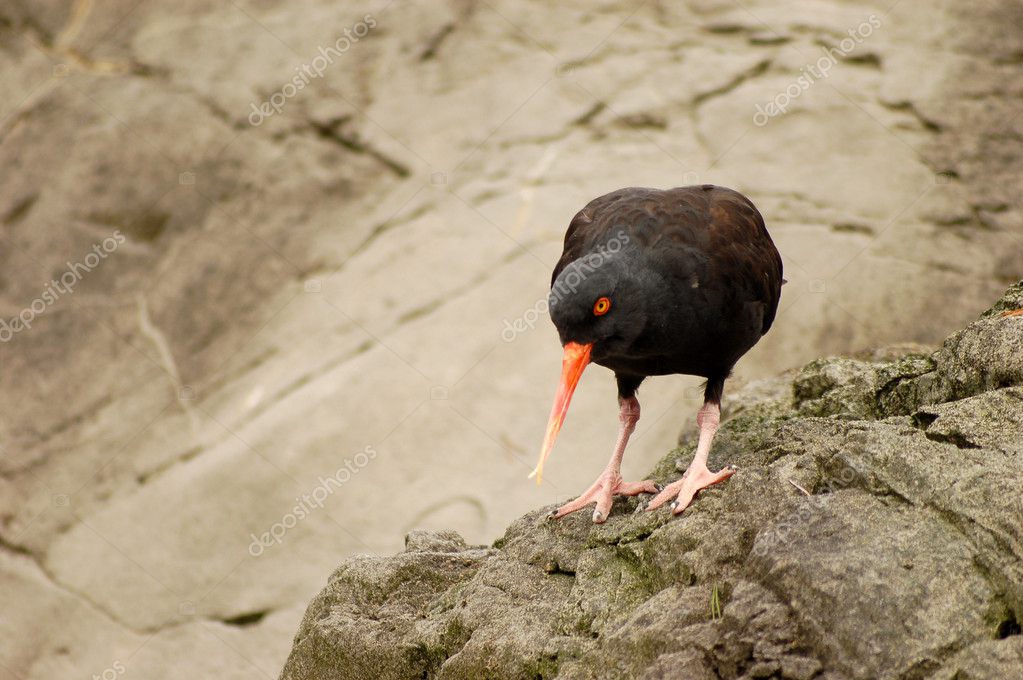 Oiseau Bec Long Orange Photographie Vlue 4623531