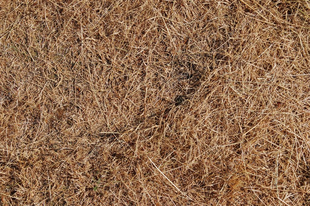 Dead grass texture — Stock Photo © vlue #4625199