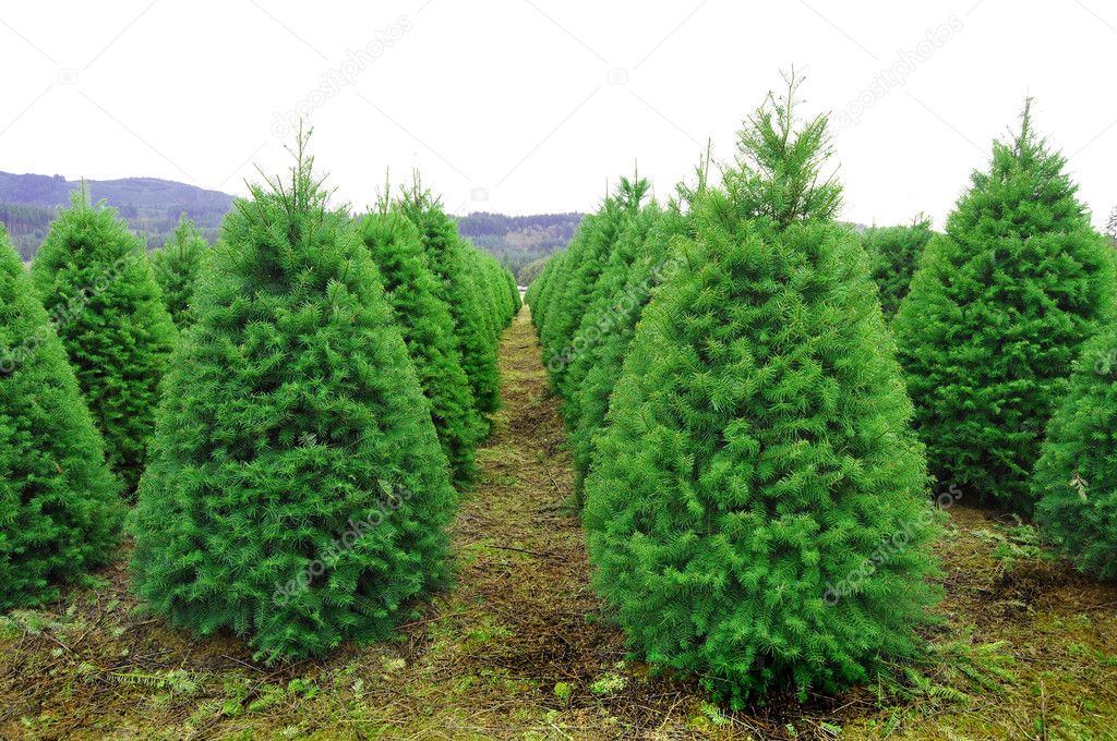 A Huge Oregon Christmas Tree Farm in a rural country area of the state.