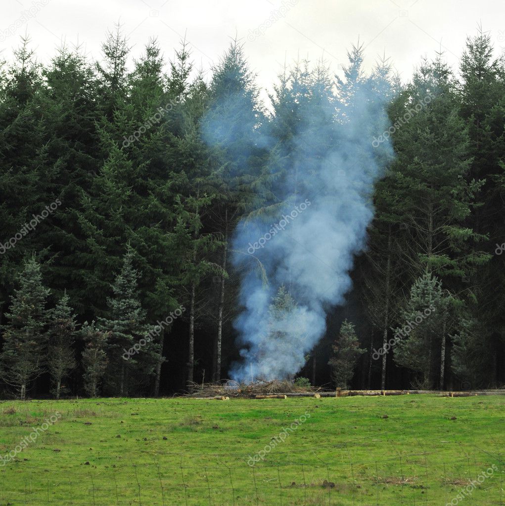 A pile of logs and sticks burning in a pile in front of a forest next to a grass field.